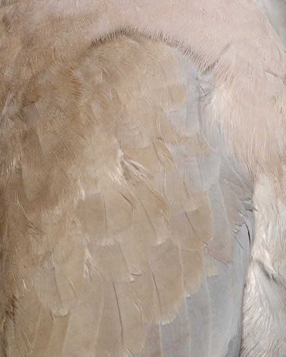 Columbidae I, 2011 