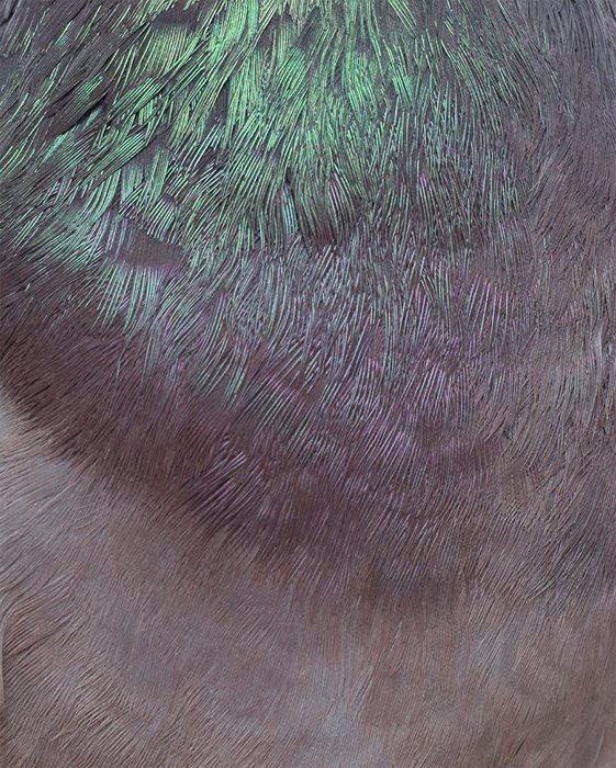 Columbidae II, 2011